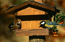 Hawfinch {Coccothraustes coccothraustes} and Great Tit {Parus major} on feeder in garden, Germany