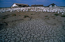 Domestic Goose Farm with dried up pond, Hungary