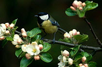 Great Tit {Parus major} amongst blossom, Germany