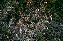 Dotterel {Eudromias morinellus} nest with three eggs, Highlands, Scotland, UK