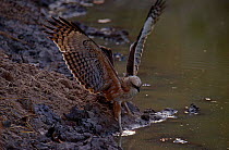 Crested / Changeable hawk eagle at water {Nisaetus cirrhatus} North India