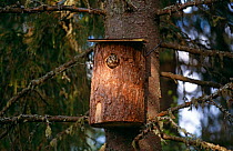 Tengmalm's Owl {Aegolius funerus} peering out of nest box in coniferous forest, Finland