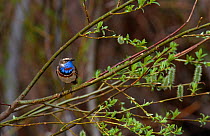 Red spotted bluethroat {Luscinia svecica svecica} male, Kuusamo, Finland