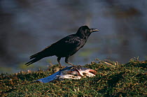 Large Billed / Jungle Crow {Corvus macrorhynchos} feeding on fish, North India
