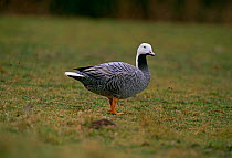 Emperor Goose {Chen canagica} captive, UK, native to Bering Sea area
