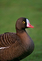Lesser White-fronted Goose {Anser erythropus} captive, UK, from north europe