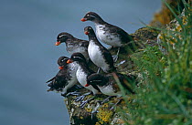 Parakeet auklets {Aethia psittacula} group on cliff about to take off, St Paul Is, Bering Sea, Alaska, USA