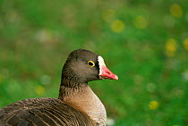 Lesser white fronted goose {Anser erythropus} captive, UK