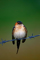Red rumped swallow {Hirundo daurica} perched on wire, Lesbos, Greece