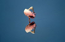 Roseate spoonbill {Platalea ajaja} preening, reflected in water, Ding Darling WR, Sanibel Is, Florida, USA