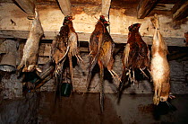 Dead animals hanging from rafters, "The Bag" from a rough game shoot, Rabbit, Hare and Pheasants, Northamptonshire, UK