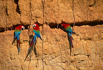 Green winged / Red and green macaws {Ara chloroptera} feeding at clay lick, Manu, Peru