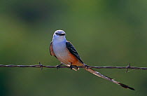 Scissor tailed flycatcher {Tyrannus forficatus} perched on wire, Texas, USA