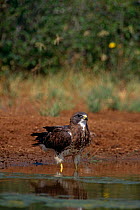 Swainson's hawk {Buteo swainsonii} at water, Texas, USA