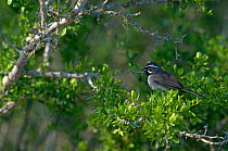 Black throated sparrow {Amphispiza bilineata} Texas, USA