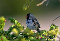 Harris sparrow {Zonotrichia querula} in Yew tree, Northwest Territories, Canada