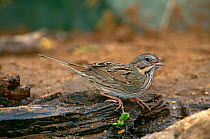 Lincoln's sparrow {Zonotrichia / Melospiza lincolnii} Texas, USA