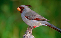 Pyrrhuloxia {Cardinalis sinatus} male, Texas, USA