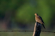 Mourning dove {Zenaida macroura} perched on post, Texas, USA