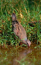 Common ground dove {Columbina passerina} drinking, Texas, USA