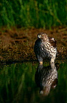 Cooper's hawk {Accipiter cooperii} juvenile at water, Texas, USA