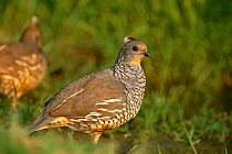 Scaled quail {Callipepla squamata} female, Texas, USA