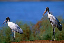 American wood ibis / Wood stork {Mycteria americana} California, USA