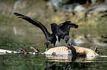Black Vultures {Coragyps atratus} squabbling and shoving on dead Alligator, Big Cypress NP, Florida, USA