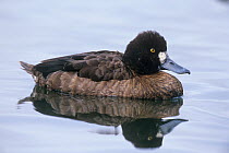 Lesser Scaup {Aythya affinis} female on water, New Jersey, USA