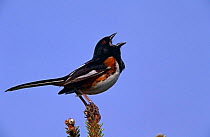 Eastern Towhee {Pipilo erythrophthalmus} male singing, New Jersey, USA