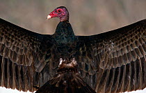 Turkey Vulture {Cathartes aura} sunning, Big Cypress NP, Florida, USA