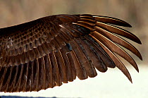 Turkey Vulture {Cathartes aura} close up of wing showing slotted primary feathers, Big Cypress NP, Florida, USA