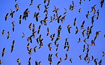 Flock of Indian Whistling teal in flight {Dendrocygna javanica} Assam, India