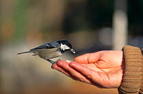 Coal Tit {Periparus ater} feeding from hand, Switzerland