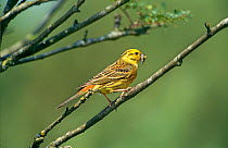 Yellowhammer {Emberiza citrinella} with insect prey, Netherlands