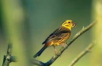 Yellowhammer {Emberiza citrinella} with insect prey, Netherlands