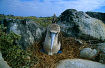 Blue-footed Booby {Sula nebouxii} female nesting, Espanola Is, Galapagos