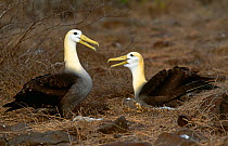 Waved albatross pair (Phoebastria irrorata) mating display, Espanola Is, Galapagos
