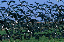 Large flock of Abdim's storks taking off {Ciconia abdimii} Kalari Gemsbok NP, South Africa
