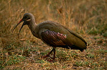 Hadada ibis {Bostrychia hagedash}calling, Kruger NP, South Africa