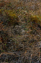Comon gull {Larus canus} ground nest with chicks,  Varanger Peninsula, Norway
