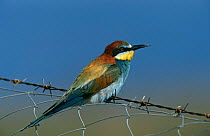 Blue cheeked bee eater {Merops superciliosus} perched on wire, Lesvos, Greece
