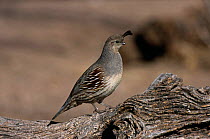 Gambel's Quail {Lophortyx / Callipepla gambelii} female, Bosque del Appache NP, New Mexico, USA