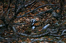 Turnstone {Arenaria interpres} male camouflaged on ground nest, Varanger Peninsular, Norway