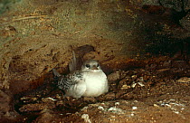 Golden Bosunbird {Phaethon lepturus fulvus} chick on nest in cave, Christmas Is, Indian Ocean