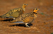 Pin-tailed Sandgrouse {Pterocles alchata} female in foreground, male in behind, Zaragoza, Spain