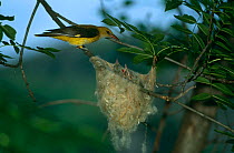 Golden oriole {Oriolus oriolus} female at nest, Pyrennees, Catalonia, Spain