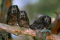 Three Tengmalm's owl chicks {Aegolius funereus} Pyrennees, Catalonia, Spain