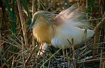 Squacco Heron {Ardeola ralloides} at nest, Delta del Ebro NP, Catalonia, Spain