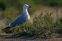 Audouin's Gull {Ichthyaetus audouinii} Delta del Ebro NP, Catalonia, Spain